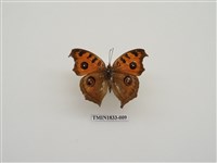 藏品(眼蛺蝶)的圖片